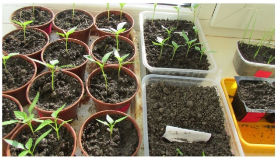 Замечательный раствор для эффективной посадки семян томатов и перцев